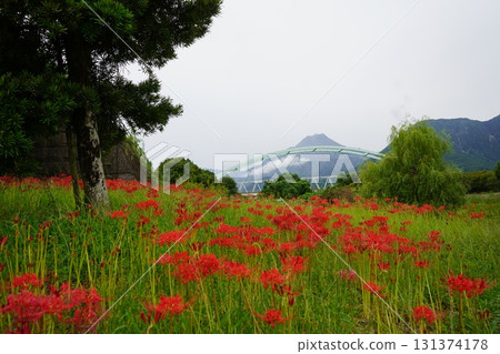 普賢山腳下盛開的石蒜花 普賢山腳下盛開的石蒜花 131374178