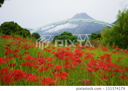 Cluster amaryllis blooming at the foot of Mount Fugen 131374179