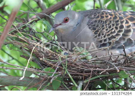 Raising Oriental Turtle Doves Raising Oriental Turtle Doves 131374264