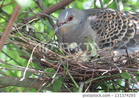 Raising Oriental Turtle Doves Raising Oriental Turtle Doves 131374265