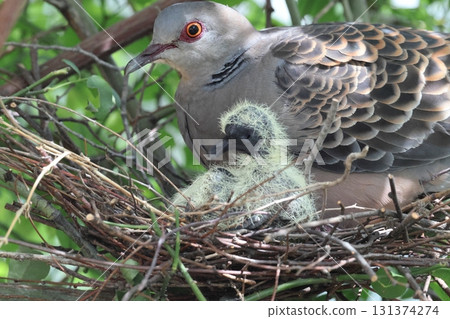 Raising Oriental Turtle Doves 131374274