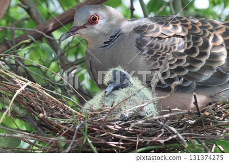 Raising Oriental Turtle Doves 131374275