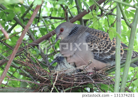 Raising Oriental Turtle Doves 131374281