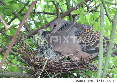 Raising Oriental Turtle Doves Raising Oriental Turtle Doves 131374283