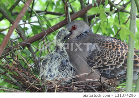 Raising Oriental Turtle Doves Raising Oriental Turtle Doves 131374290