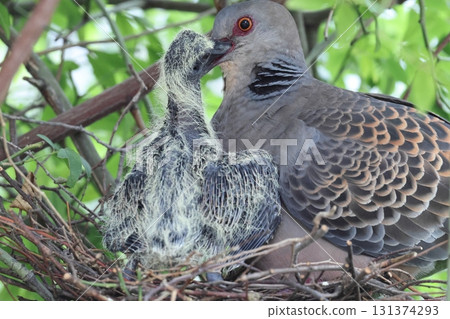 Raising Oriental Turtle Doves 131374293