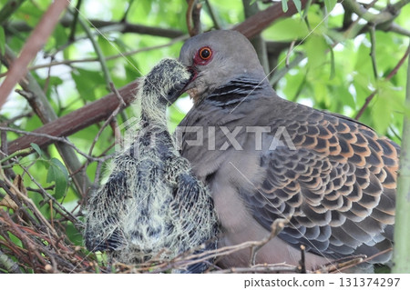 Raising Oriental Turtle Doves Raising Oriental Turtle Doves 131374297