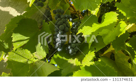 Leaves and ripe bunches of grapes at the dacha. Harvesting in the fall. 131374631