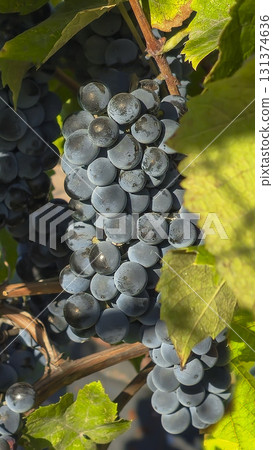 Leaves and ripe bunches of grapes at the dacha. Harvesting in the fall. 131374636