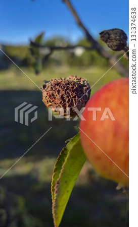 An apple tree covered in mold and rot on a branch. Fruit disease. Moniliosis An apple tree covered in mold and rot on a branch. Fruit disease. Moniliosis 131374638