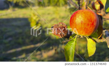 An apple tree covered in mold and rot on a branch. Fruit disease. Moniliosis An apple tree covered in mold and rot on a branch. Fruit disease. Moniliosis 131374640