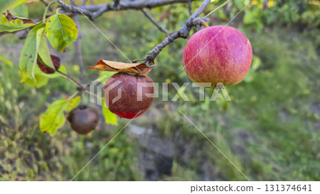 An apple tree covered in mold and rot on a branch. Fruit disease. Moniliosis 131374641