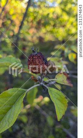 An apple tree covered in mold and rot on a branch. Fruit disease. Moniliosis 131374643