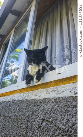 A black and white domestic cat looks out the window. Big green eyes. Pets. 131374658