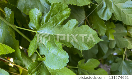 Decorative mulberry leaves on long branches. Green plants at the dacha. Decorative mulberry leaves on long branches. Green plants at the dacha. 131374661