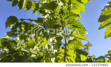 Decorative leaves of a vine-like plant with long branches. Green plants Decorative leaves of a vine-like plant with long branches. Green plants 131374662