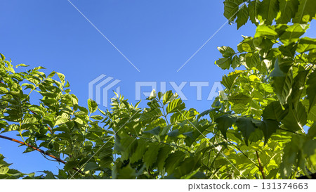 Decorative leaves of a vine-like plant with long branches. Green plants Decorative leaves of a vine-like plant with long branches. Green plants 131374663