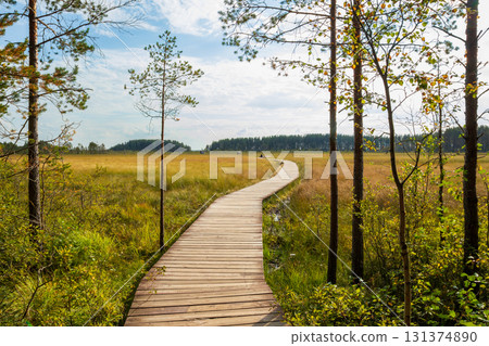 A wooden pathway winds through a beautiful marshland filled with tall grasses and gentle sunlight touching the landscape. Sestroretskoye swamp 131374890