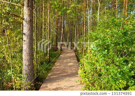 A winding wooden pathway is surrounded by vibrant greenery, with sunlight filtering through the leaves. This peaceful scene invites visitors to explore nature's beauty. 131374891