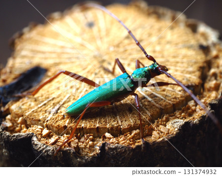 Red-legged longhorn beetle on a stump 131374932