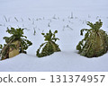 Daikon in the snow 131374957