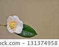Camellia 131374958