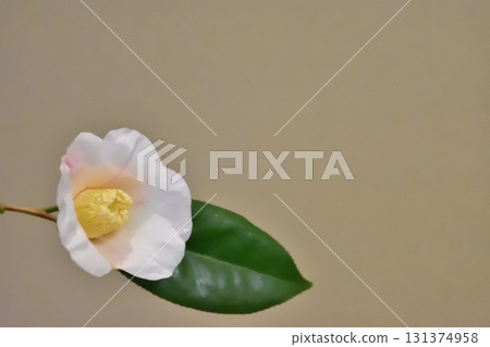 茶花 茶花 131374958