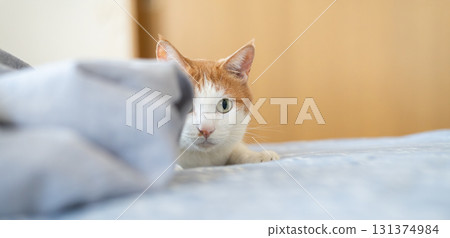 A cat staring with curiosity - brown tabby and white A cat staring with curiosity - brown tabby and white 131374984