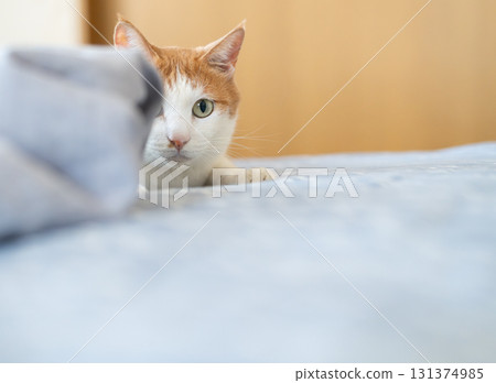 A cat staring with curiosity - brown tabby and white A cat staring with curiosity - brown tabby and white 131374985