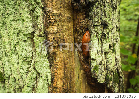 A brown snail without a shell on a tree trunk A brown snail without a shell on a tree trunk 131375059