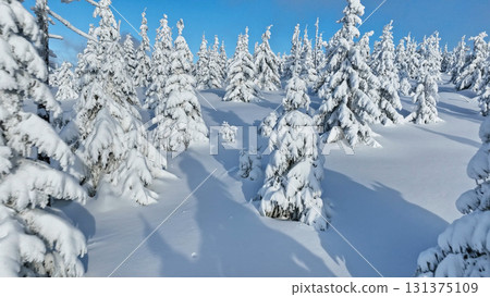 Scenic snowy image of spruces tree. Frosty day, calm wintry scene. Location Czech republic, Europe. Great picture of wild area. Explore the beauty of earth. Tourism concept. 131375109