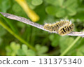Furry Yellow Caterpillar on Plant Stem 131375340