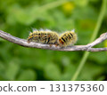 Caterpillar on a Stick 131375360