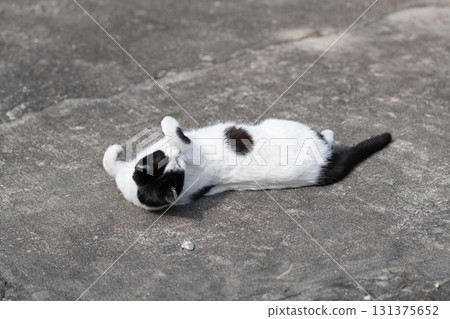 可愛的黑白貓躺在街上 131375652