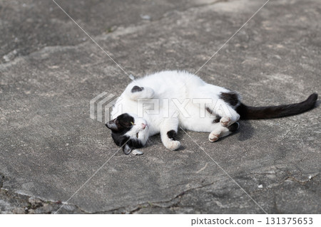 Cute black and white cat lying on the street Cute black and white cat lying on the street 131375653
