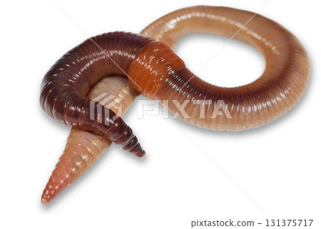 Earthworm close up 131375717