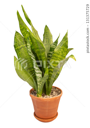 Lush green sansevieria plant thriving in terracotta pot isolated on white background 131375729