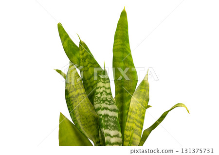 sansevieria plant leaves isolated on white background. plant with long, upright leaves with striking green patterns 131375731