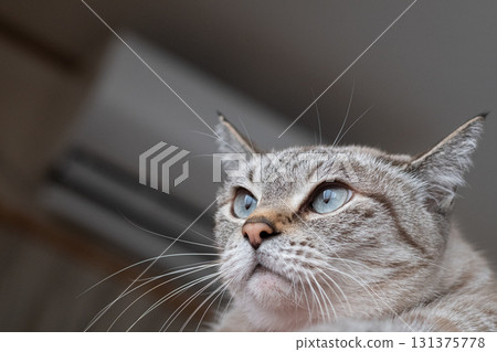 Staring cat Siamese tabby cat 131375778