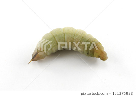 星翅天蛾預蛹 131375958