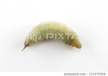 星翅天蛾預蛹 131375959