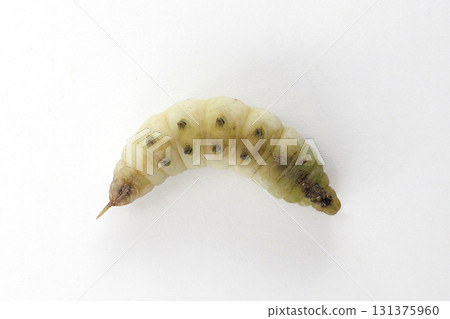Star-winged Hawk Moth prepupa Star-winged Hawk Moth prepupa 131375960