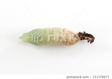 Hoshi hojaku Hoshi hojaku 131376071