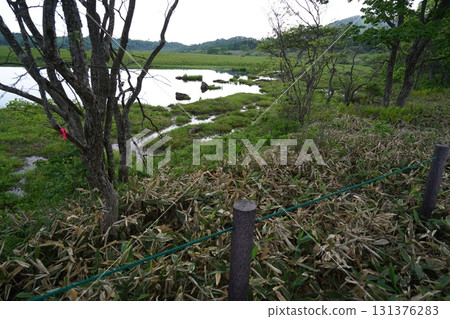 霧峰,屋島沼澤北側鐮池附近,2025年6月19日 霧峰,屋島沼澤北側鐮池附近,2025年6月19日 131376283