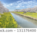 藍天的油菜花和櫻花 131376400