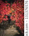 鮮紅的秋葉 131376576