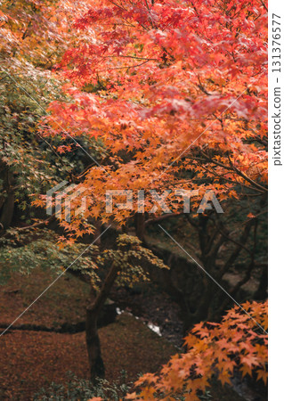 改變葉子的Momiji 131376577