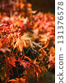 鮮紅的秋葉 131376578