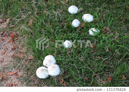 公園草地上生長的白蘑菇(Callithrix punctatus) 公園草地上生長的白蘑菇(Callithrix punctatus) 131376826
