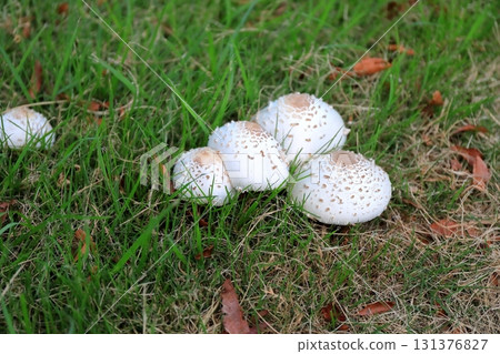White mushrooms (Callithrix punctatus) growing on the grass in a park White mushrooms (Callithrix punctatus) growing on the grass in a park 131376827